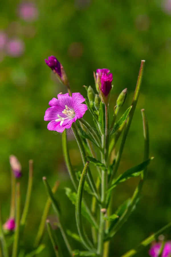 Epilobium Parviflorum Flower seeds for Planting - Seasonal Bloomer, Heirloom & GMO Free Seeds for Home Garden