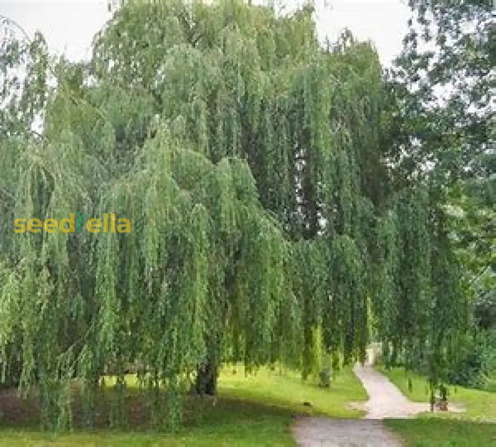 Willow Tree Seeds For Easy Planting