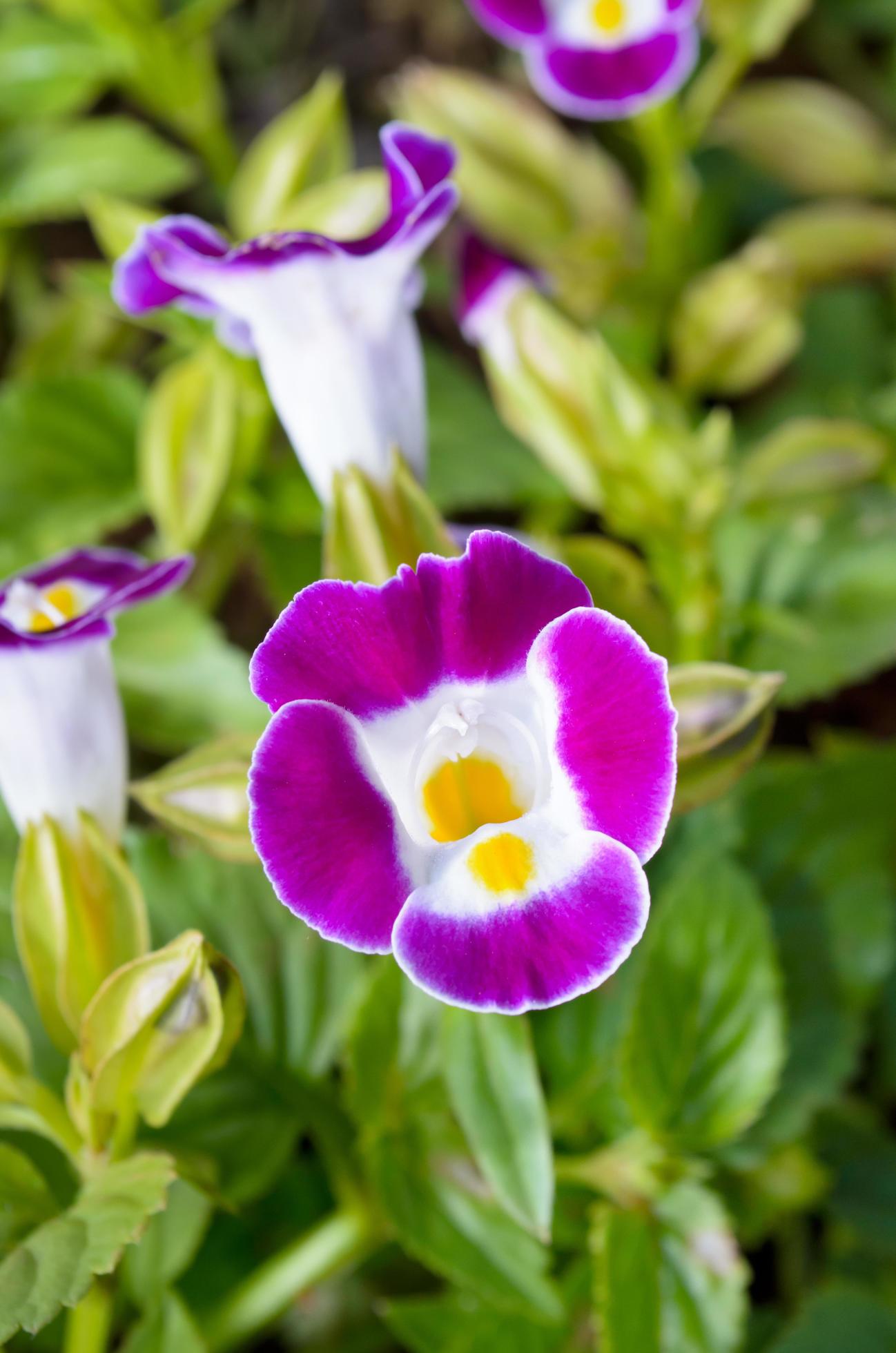 Pink Torenia Flower seeds for Planting - Garden Favorite, Heirloom & GMO Free Seeds for Home Garden