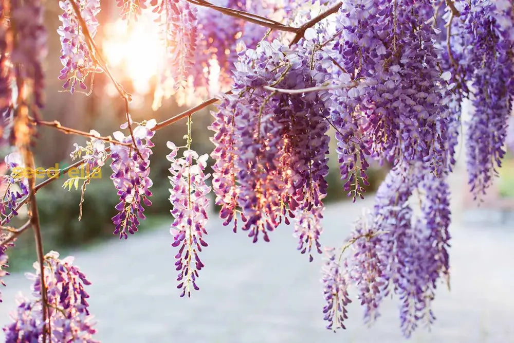 Wisteria Mixed Seeds For Planting