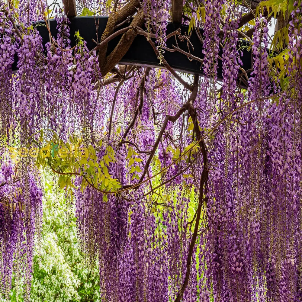 Wisteria Tree Seeds Mixed For Planting Seed Gorgeous Blooms And Lush Growth In Your Garden Flower