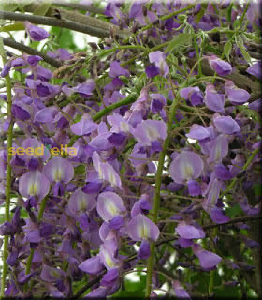Wisteria Violet Flower Seeds For Planting Seed Beautifully Cascading Blooms In Your Garden