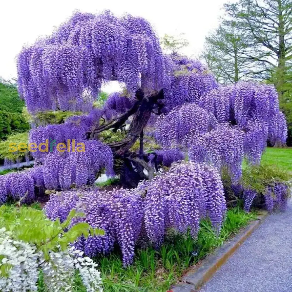 Wisteria Violet Flower Seeds For Planting Seed Beautifully Cascading Blooms In Your Garden