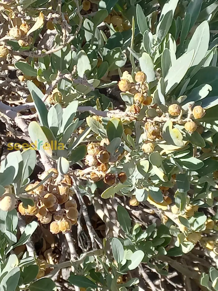 Withania Coagulans Planting Essentials For Your Garden Plant Seeds