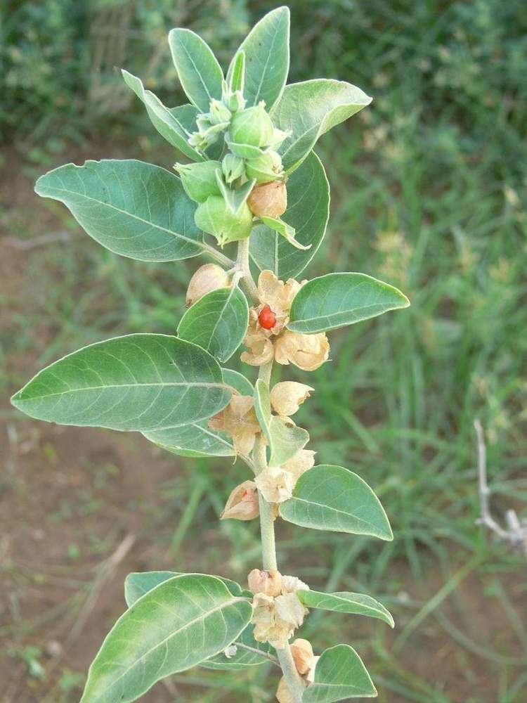 Withania Coagulans Planting Essentials for Your Garden
