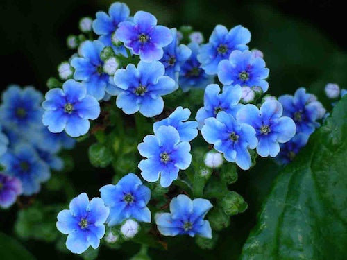 Blue Cynoglossum Flower seeds for Planting - Vibrant Colors, Heirloom & GMO Free Seeds for Home Garden