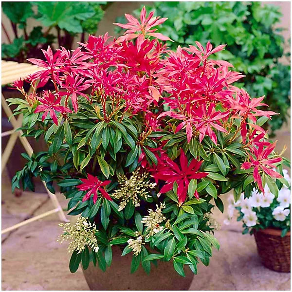 Red Photinia Flower seeds for Planting - Bright Blooms, Heirloom & GMO Free Seeds for Home Garden