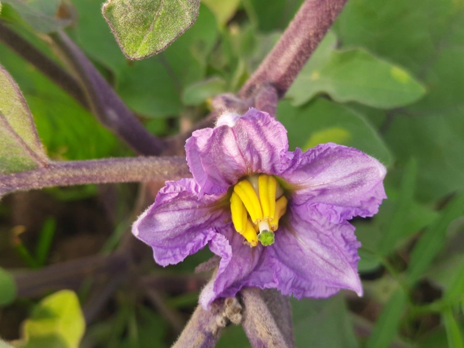 Lavender Eggplant Flower seeds blooming in flower beds, containers, borders, and pollinator-friendly gardens