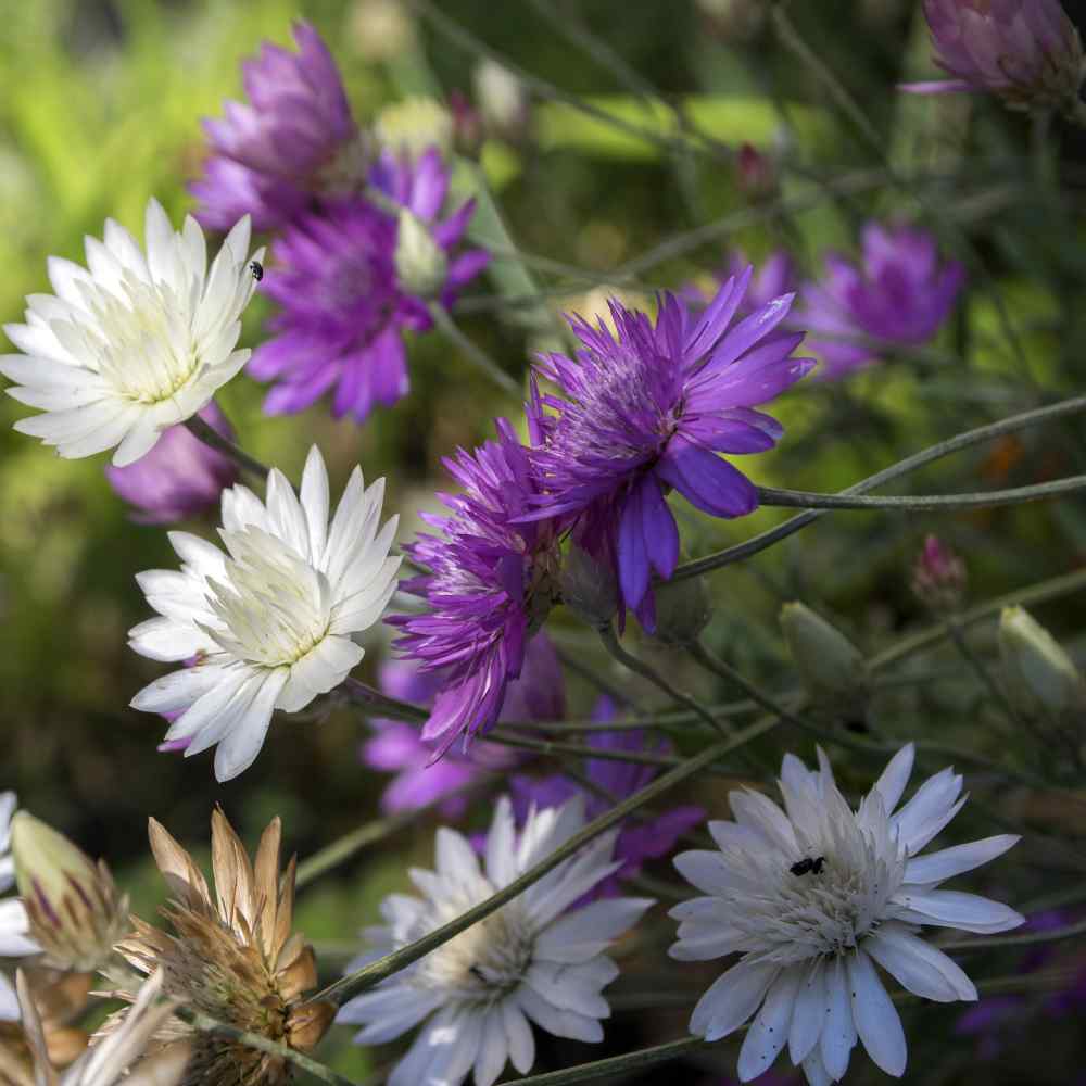 Xeranthemum annum Flower seeds for Planting - Easy to Grow, Heirloom & GMO Free Seeds for Home Garden
Sale seeds for planting in home garden