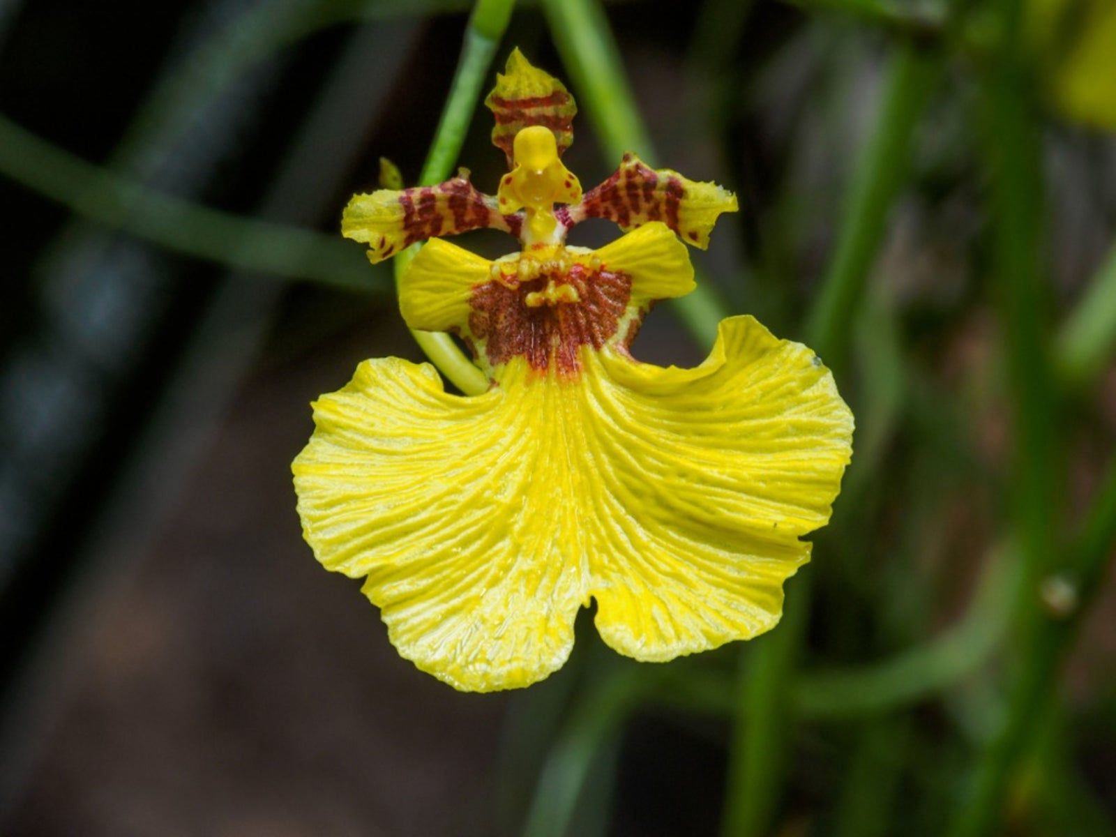 Oncidium Orchid Flower Seeds - Expert Planting Tips for Vibrant Blooms