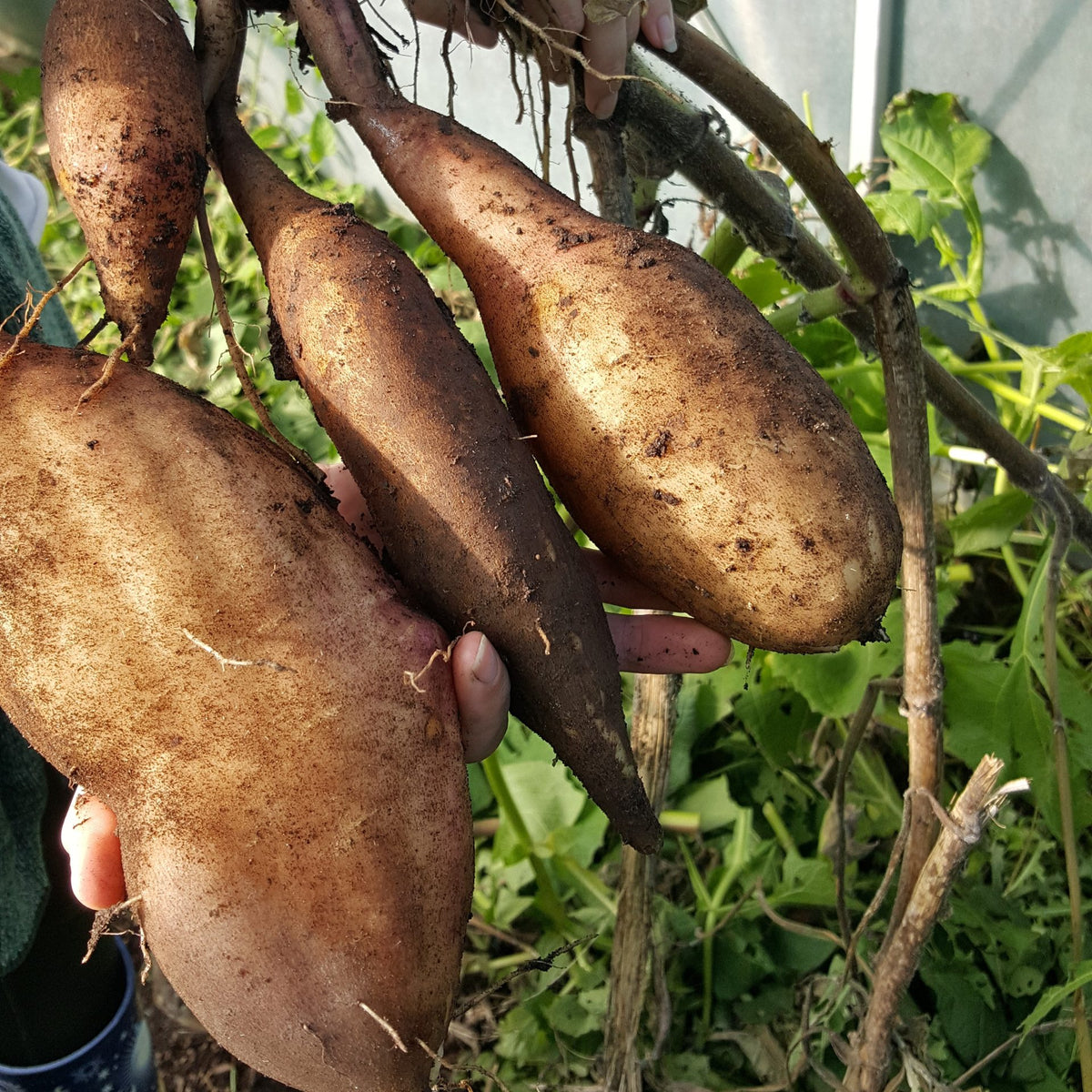 Brown Yacon Vegetable Seeds for Easy Planting, Premium Seeds seed packet for home gardening