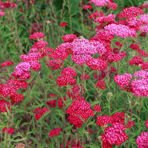 Pink Cerise Flower seeds for Planting - Cottage Garden Essential, Heirloom & GMO Free Seeds for Home Garden