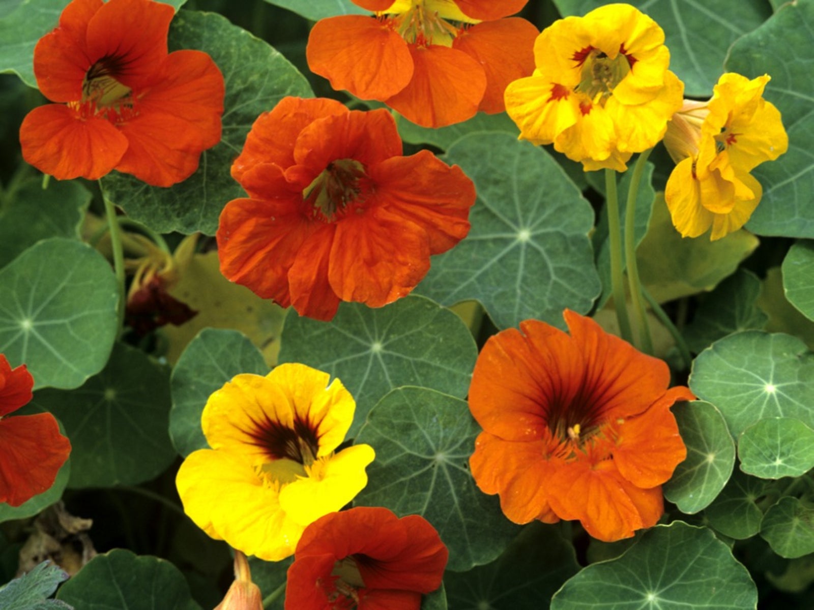 Nasturtium Flower seeds for Planting - Cottage Garden Essential, Heirloom & GMO Free Seeds for Home Garden