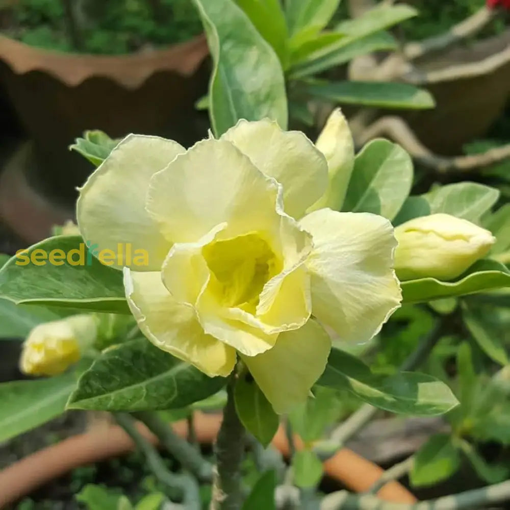 Yellow Adenium Obesum Flower Seeds For Planting