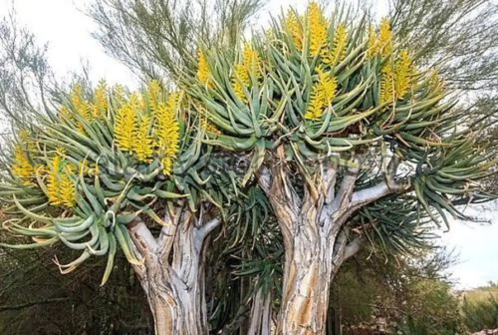Yellow Aloe Dichotoma Planting Seeds Ideal For Gardening Plant Seeds