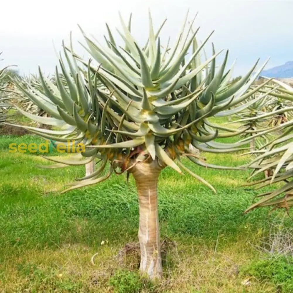 Yellow Aloe Dichotoma Planting Seeds Ideal For Gardening Plant Seeds