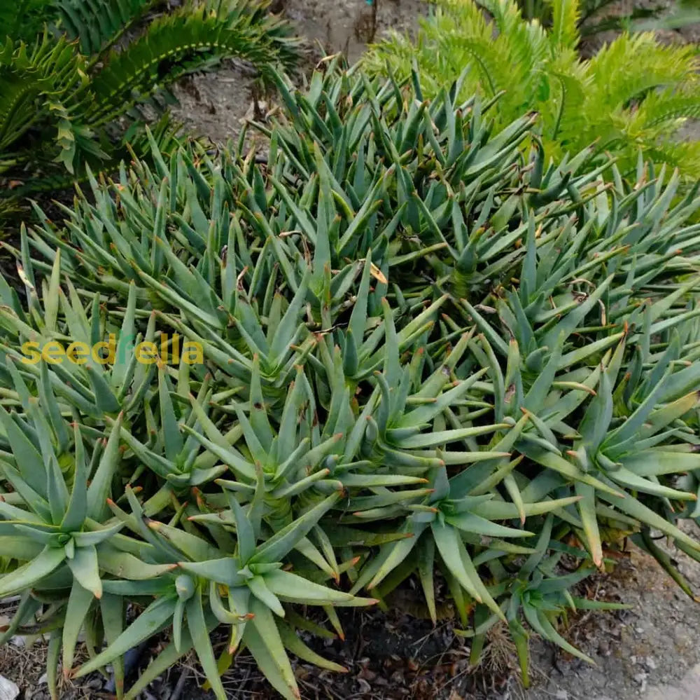 Yellow Aloe Dichotoma Planting Seeds Ideal For Gardening Plant Seeds