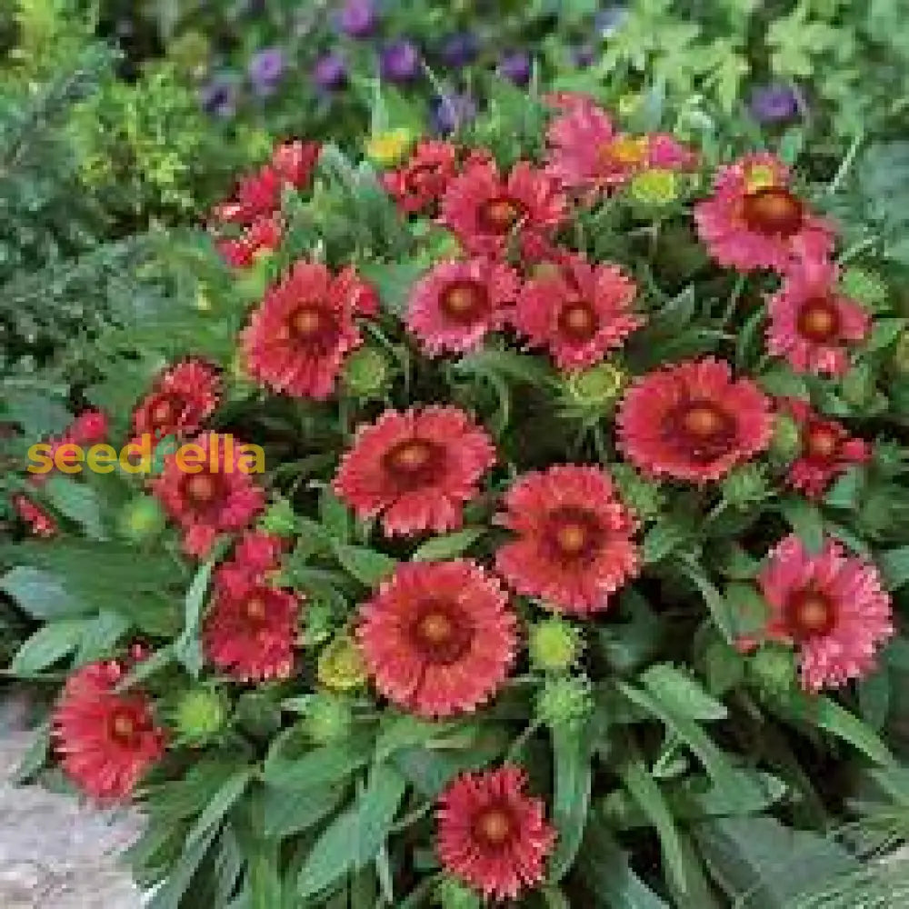 Yellow And Red Arizona Flower Seeds For Planting