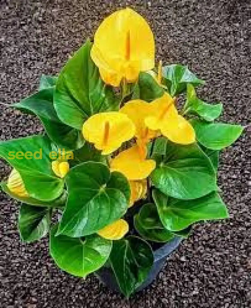 Yellow Anthurium Seeds For Planting Vibrant Flower Growth Plant Seeds