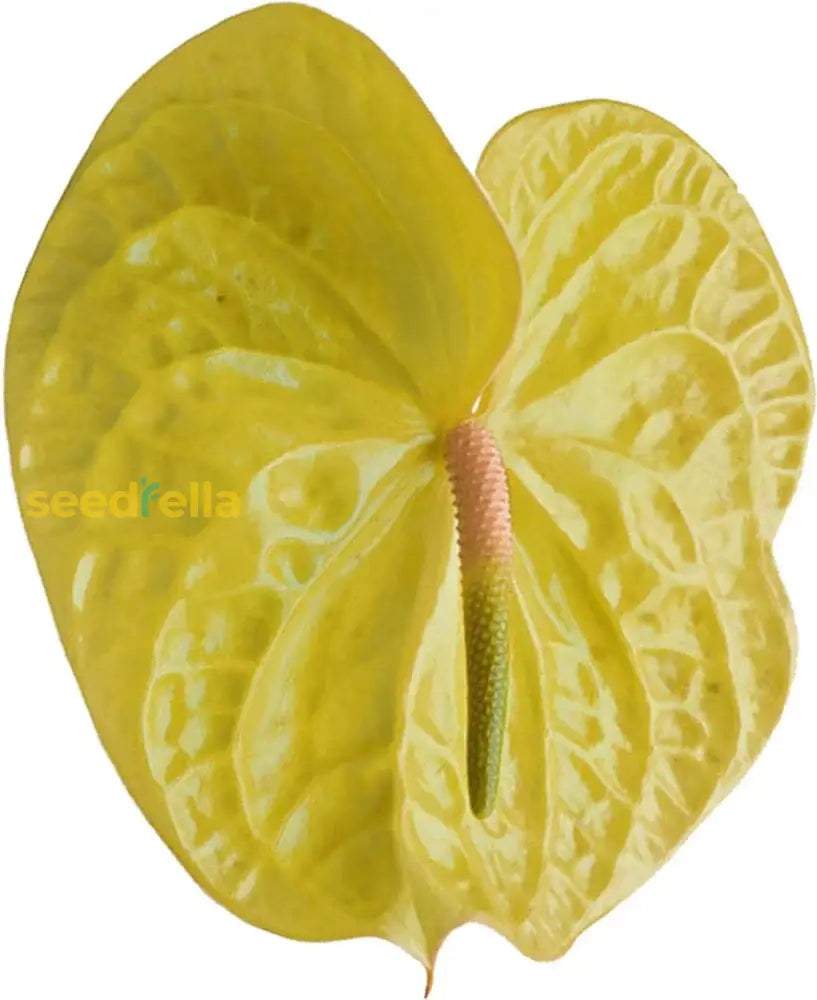 Yellow Anthurium Seeds For Planting Vibrant Flower Growth Plant Seeds