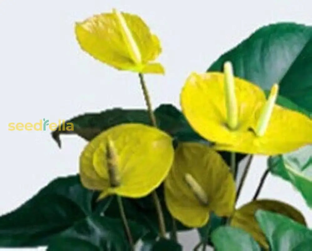 Yellow Anthurium Seeds For Planting Vibrant Flower Growth Plant Seeds