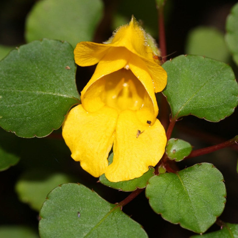 Balsam Flower Seeds blooming in flower beds, containers, borders, and pollinator-friendly gardens