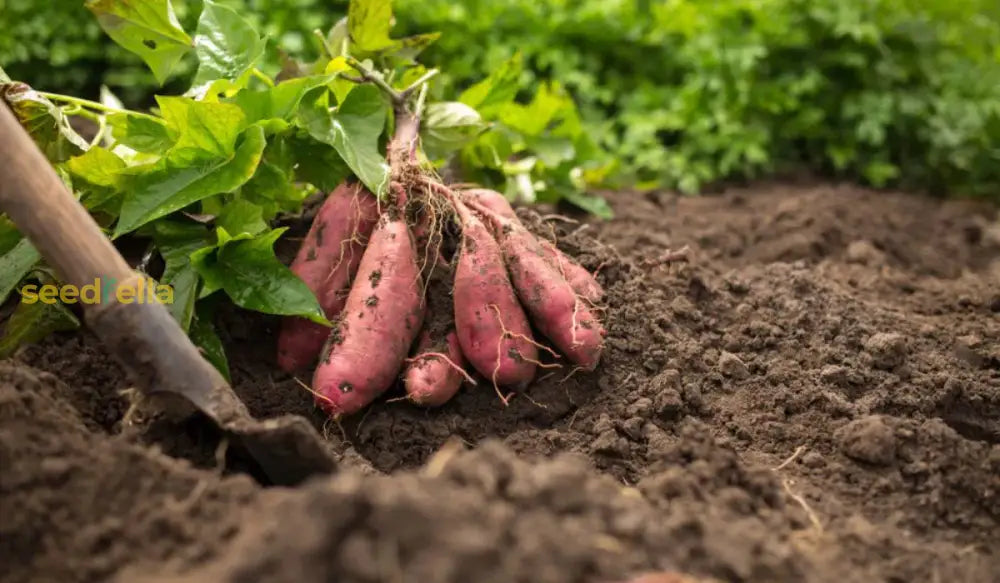 Yellow Batatas Potato Vegetable Seeds Planting
