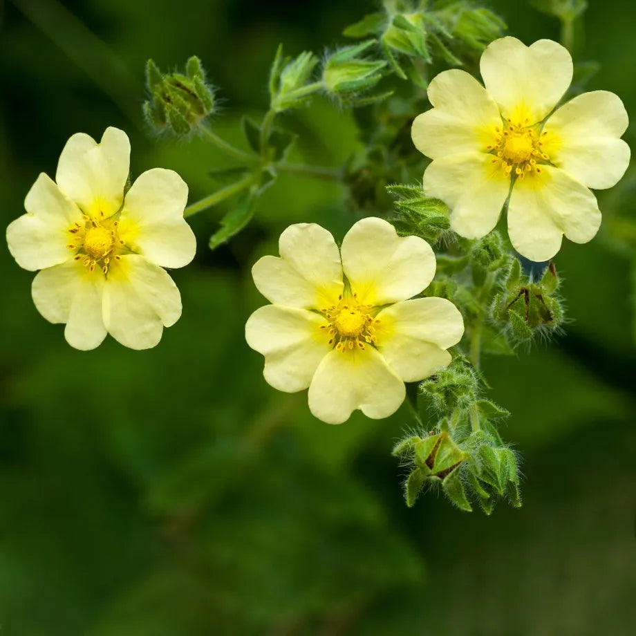 Yellow Cinquefoil Blooms – Non-GMO Flower Seeds for Garden Borders