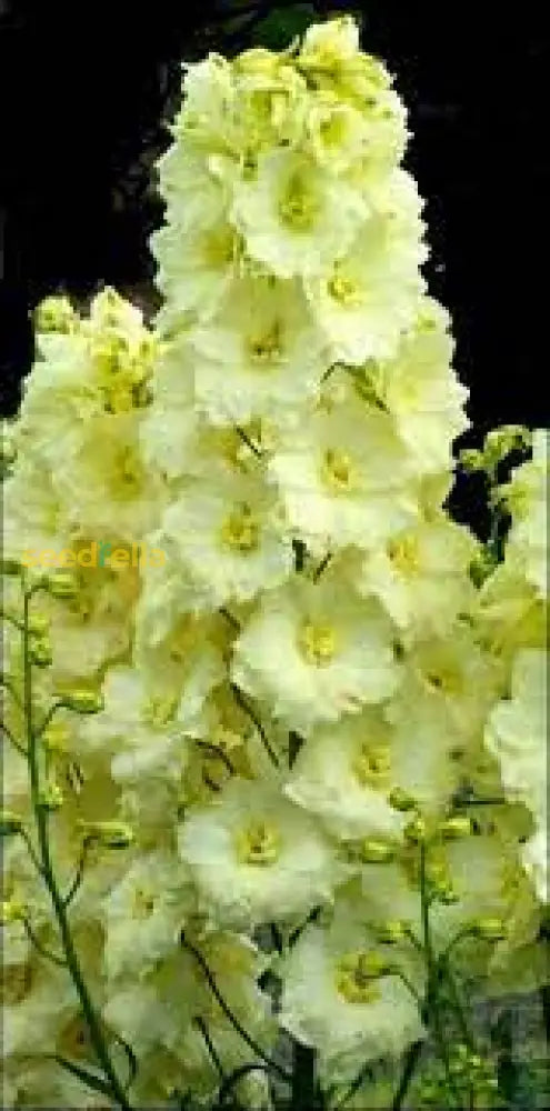 Yellow Delphinium Flower Seeds For Planting | Vibrant Perennial Blooms