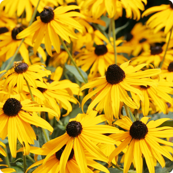 Yellow Echinacea seeds Echinacea purpurea ‘Yellow’ coneflower