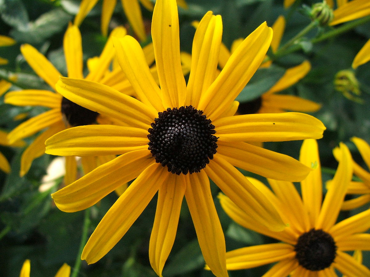 Yellow Fulgida Perennial Seeds for Bright Garden Planting