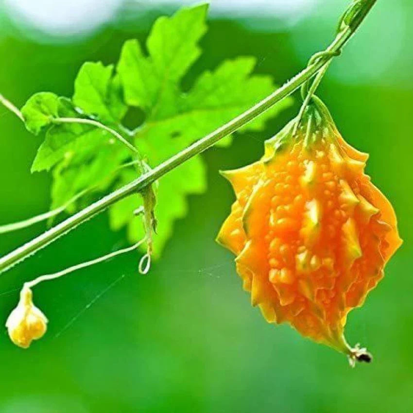 Fresh yellow bittergourd seeds for planting