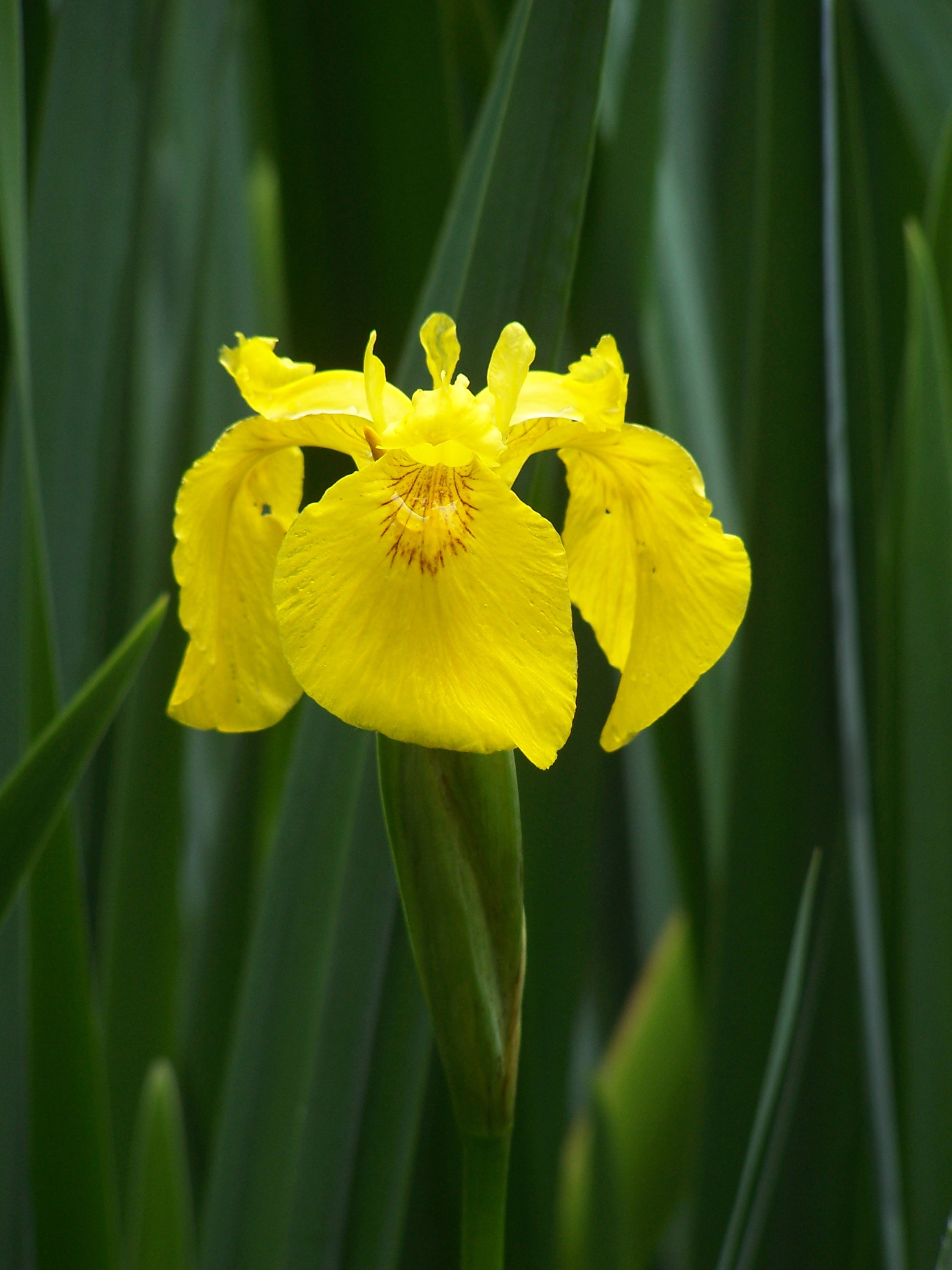 Flag Flower seeds for Planting - Wildflower Mix, Heirloom & GMO Free Seeds for Home Garden