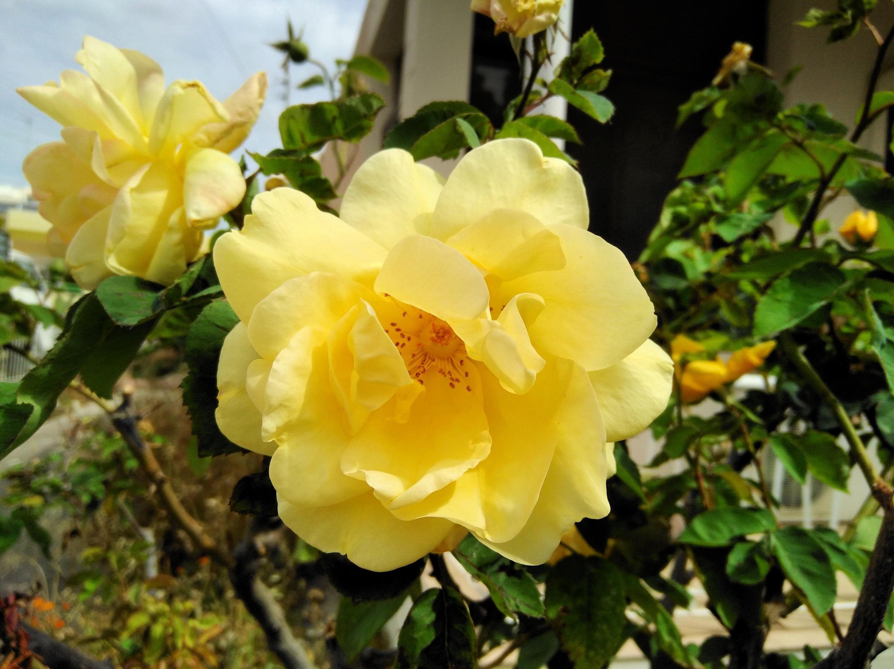 Yellow Manchu Rose Seeds for planting in home garden