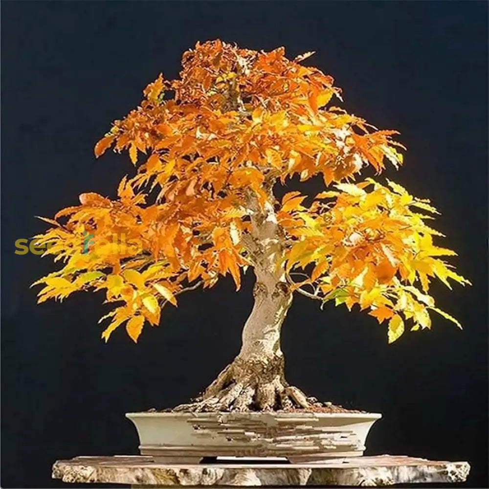 Yellow Maple Seeds For Bonsai Planting Grow Your Own Tree! Plant Seed