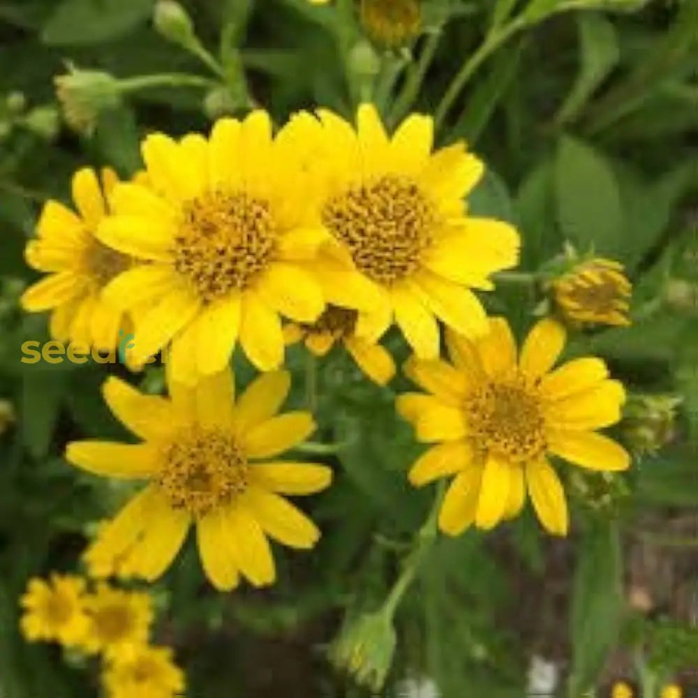 Yellow Meadow Arnica Flower Seeds For Planting - Brighten Your Garden With Vibrant Blooms