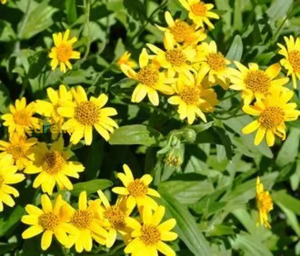 Yellow Meadow Arnica Flower Seeds For Planting - Brighten Your Garden With Vibrant Blooms