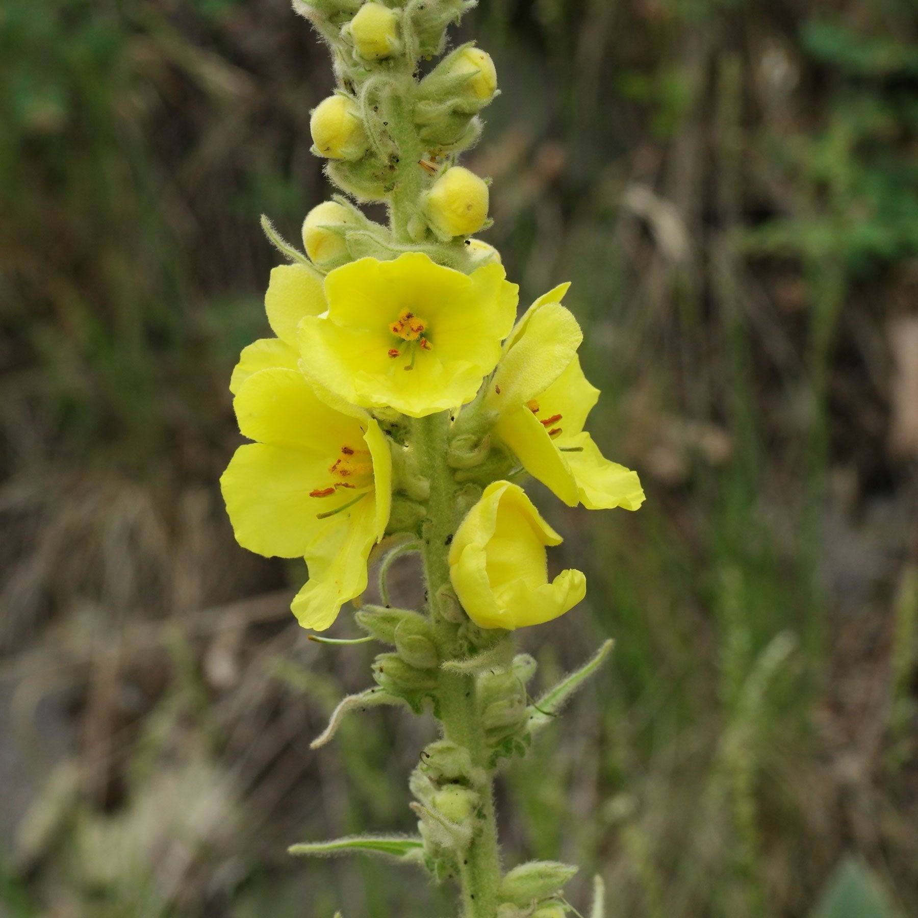 Yellow Mullein Flower Seeds