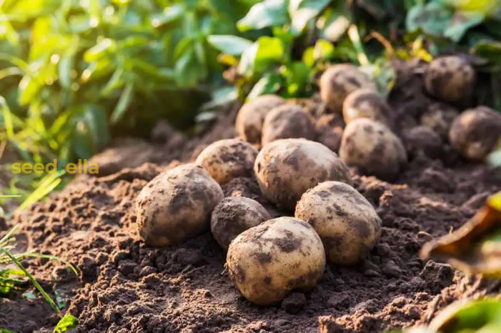 Yellow Potato Vegetable Seeds Planting
