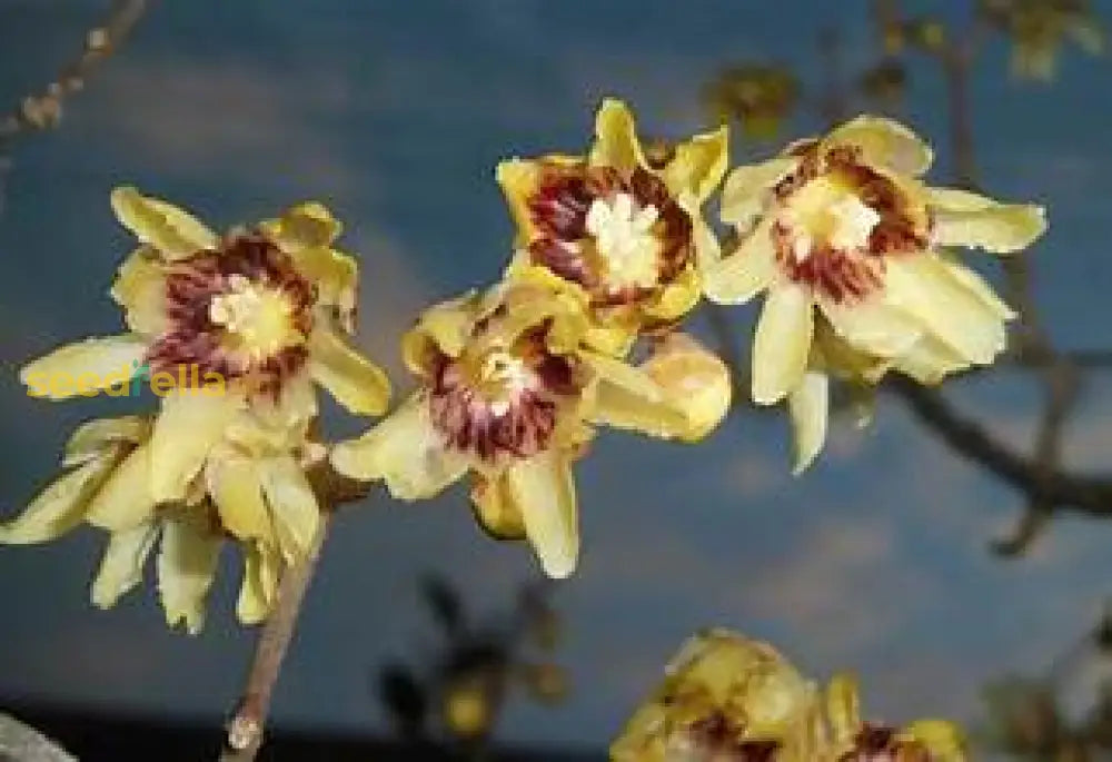 Yellow Praecox Plant Seeds: Planting Guide And Tips Seeds