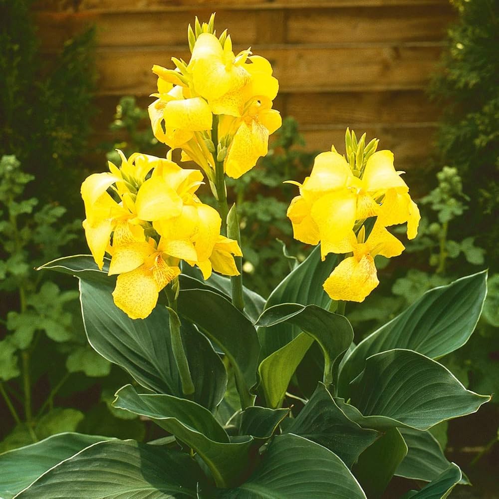 Yellow Pretoria seeds for vibrant garden blooms