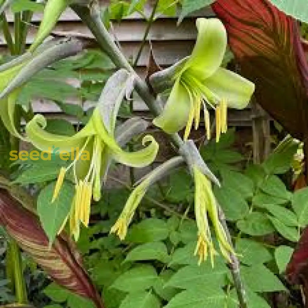 Yellow Puya Mirabilis Seeds For Planting Exotic Blooming Plant Seeds