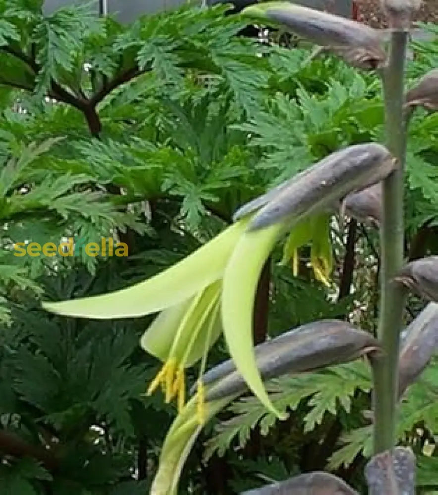 Yellow Puya Mirabilis Seeds For Planting Exotic Blooming Plant Seeds