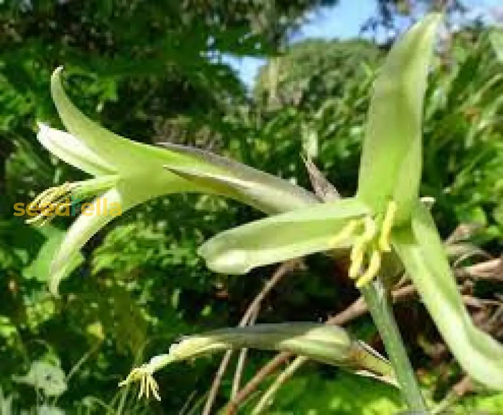 Yellow Puya Mirabilis Seeds For Planting Exotic Blooming Plant Seeds