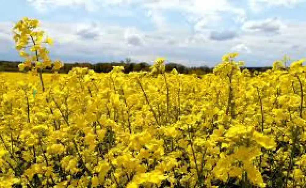 Yellow Rape Flower Seeds For Planting Brighten Your Garden