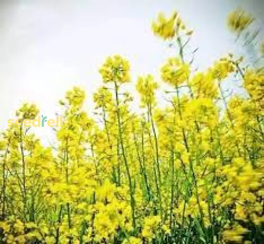 Yellow Rape Flower Seeds For Planting Brighten Your Garden