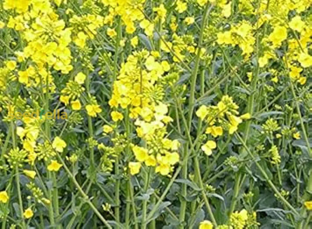 Yellow Rape Flower Seeds For Planting Brighten Your Garden