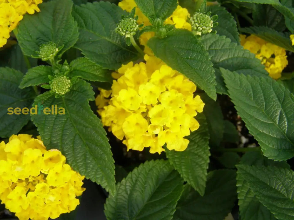 Yellow Rawstone Plant For Your Garden Seed Bright And Cheerful Blooms Flower Seeds