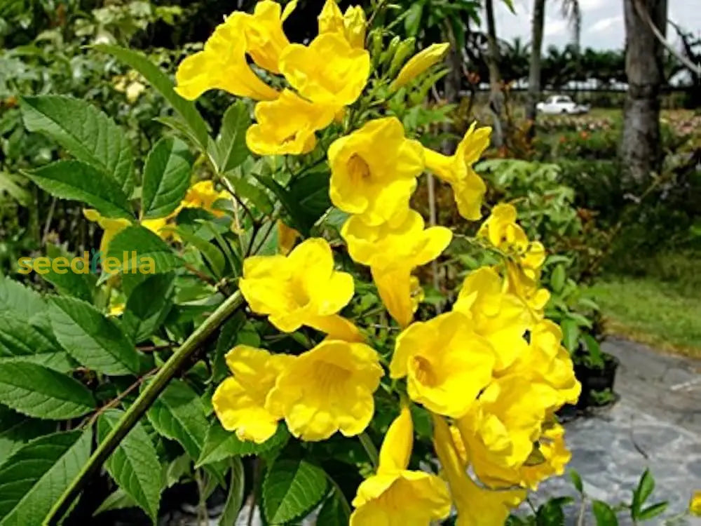 Yellow Rawstone Plant For Your Garden Seed Bright And Cheerful Blooms Flower Seeds