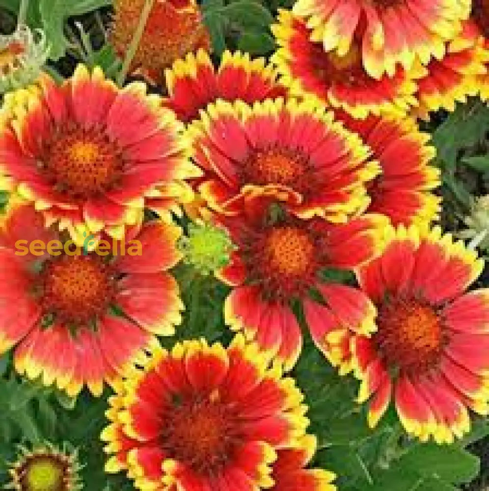 Yellow Red Aristata Flower Seeds For Garden Planting Vibrant Blooms
